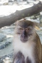 Thai macaque looking directly at camera with a serious expression, sitting in Monkey Beach sand at Phi Phi Don, Thailand Royalty Free Stock Photo