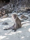Thai macaque with serious expression sitting alone at the white sand Monkey Beach in Phi Phi Don island, Thailand Royalty Free Stock Photo