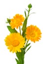 Vertical photo of three calendula flowers with leaves and buds i