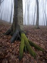 Vertical photo of tree with big roots with moss in a foggy forest