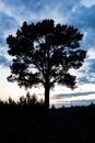 Vertical photo of a tree silhouette against the sunset sky, beautiful clouds and a tree Royalty Free Stock Photo