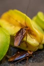 Vertical photo of two cockroaches on a piece of fruit