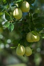 Small asian pear tree with its fruits on a stem with leaves ove Royalty Free Stock Photo