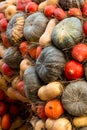 Vertical photo vegetable set many pumpkins multicolored ripe pumpkin orange green