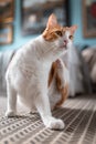 Vertical photo. white cat and brown with yellow eyes, scratches its neck with its hind paw