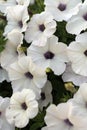 Vertical photo of a white petunia flower