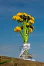 Vertical photo yellow beautiful flowers dandelions in spring on a blue sky background in glass vase Royalty Free Stock Photo