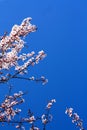 Vertical photograph Blue sky and pink tree blossoms