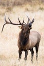 Vertical photograph of bugling elk Royalty Free Stock Photo