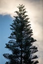 Majestic Silhouette of a Tall Pine Tree Reaching Toward a Dramatic Blue Sky with White Clouds Royalty Free Stock Photo