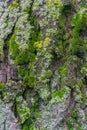 Vertical photo of a fragment of the bark of an old tree covered with green and yellow moss Royalty Free Stock Photo