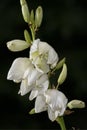 Vertical Photograph, of isolated Yucca plants white flowers against a dark background Royalty Free Stock Photo