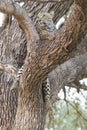 Vertical photograph of leopard resting in tree Royalty Free Stock Photo