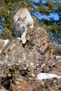 Vertical photograph of North American Lynx