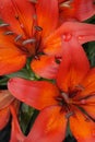 Vertical photograph of orange lily flowers in a garden