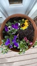 Vertical photograph of pansy flowers mixed