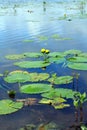 Vertical photograph of yellow lily flowers and lily pads. Royalty Free Stock Photo