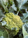 Macro view of a fresh green broccoli head growing in an outdoor vegetable patch Royalty Free Stock Photo