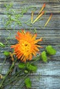 Vertical photo of a Spider chrysanthemum flowers close up with loose petals Royalty Free Stock Photo