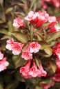 Weigela bush with dark leaves with pink blossoms.