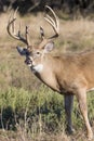 Vertical Photograph of whitetail Buck displaying a lip curl