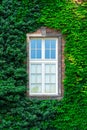 Vertical photograph window in a thicket of a vine