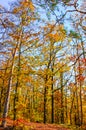 Vertical photography of the autumn trees with colorful fall leaves. Autumn forest, fall foliage. Blue sky above the tree branches Royalty Free Stock Photo