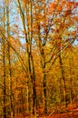 Vertical photography of the autumn trees with colorful fall leaves. Autumn forest, fall foliage. Blue sky above the tree Royalty Free Stock Photo