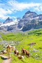 Vertical photography of cows on green hills in Swiss Alps near Kandersteg. Mountains and rocks in background. Switzerland summer.