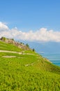 Vertical photography of green terraced vineyards in picturesque village Rivaz in Lavaux wine region, Switzerland. Vineyard on Royalty Free Stock Photo