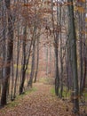 Tree alley in autumn deciduous forest Royalty Free Stock Photo