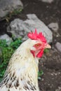 Vertical picture of beautiful white hen standing outside by the chicken house. Chicken, poultry. Farm animals. Fowl outdoors. Free Royalty Free Stock Photo