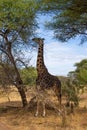 Vertical picture of a black giraffe eating from an acacia in the savanna of Tarangire National Park, in Tanzania Royalty Free Stock Photo