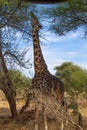 Vertical picture of a black giraffe eating from an acacia in the savanna of Tarangire National Park, in Tanzania Royalty Free Stock Photo