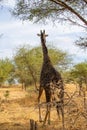 Vertical picture of a black giraffe walking under the acacias in the savanna of Tarangire National Park, in Tanzania Royalty Free Stock Photo