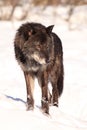 Vertical picture of black wolf