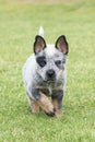 Vertical picture of blue healer puppy