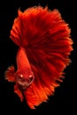 Vertical picture of bright red betta fish gracefully fluttered through the water its fins flowing like vibrant silk in a Royalty Free Stock Photo