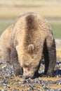 Vertical picture of brown bear clamming