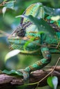 Vertical picture of colorful Cameleon
