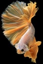 Vertical picture of the combination of the yellow betta fish and the black background.
