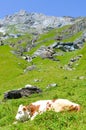 Vertical picture of cow lying on hills in Alps. Summer Alpine landscape. Cows Alps. Hilly landscape with green pastures, rocks and Royalty Free Stock Photo