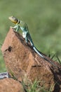 Vertical picture of Eastern Collared Lizard Royalty Free Stock Photo