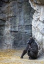 Vertical picture of a gorilla sitting on the ground surrounded by rocks in a zoo Royalty Free Stock Photo