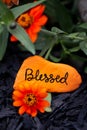 Vertical picture of a hand painted rock that says, `Blessed` Royalty Free Stock Photo