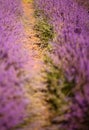 Vertical picture of lavender field in summer. Flowers in lavender fields in Provence mountains. Rows of lavender in evening light Royalty Free Stock Photo