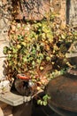 Vertical picture with marvelous exterior of backyard with ceramic vase with green plants. Stone wall of typical provencal french