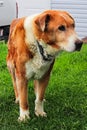 A vertical picture of a mixed farm breed dog