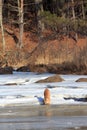 Vertical Picture of mountain lion drinking from mountain stream Royalty Free Stock Photo