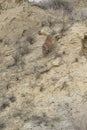 Vertical picture of mountain lion running down mountain